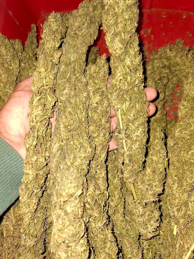 MR.T Cactus&Cannabis farm