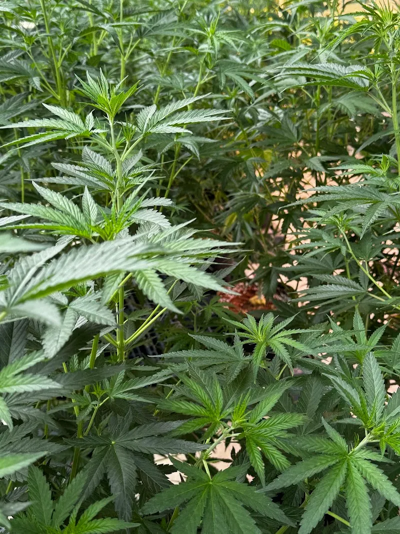 MR.T Cactus&Cannabis farm