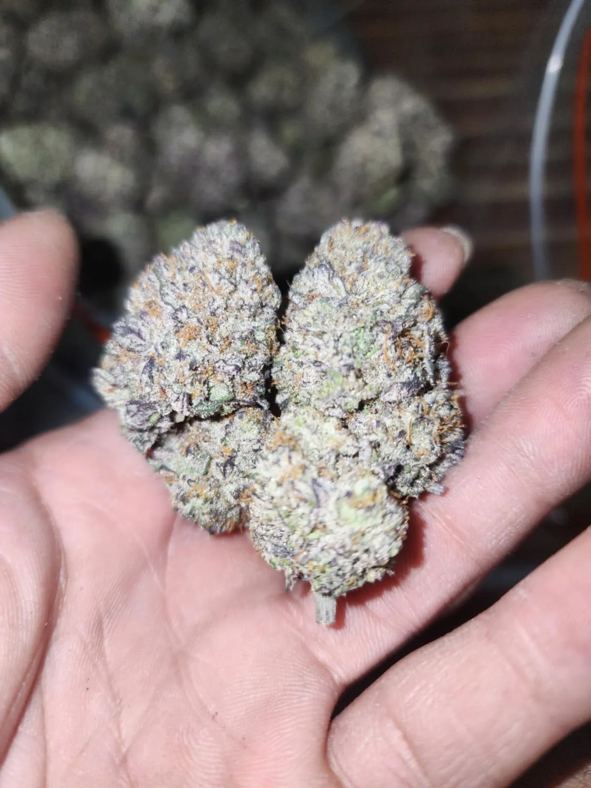 MR.T Cactus&Cannabis farm