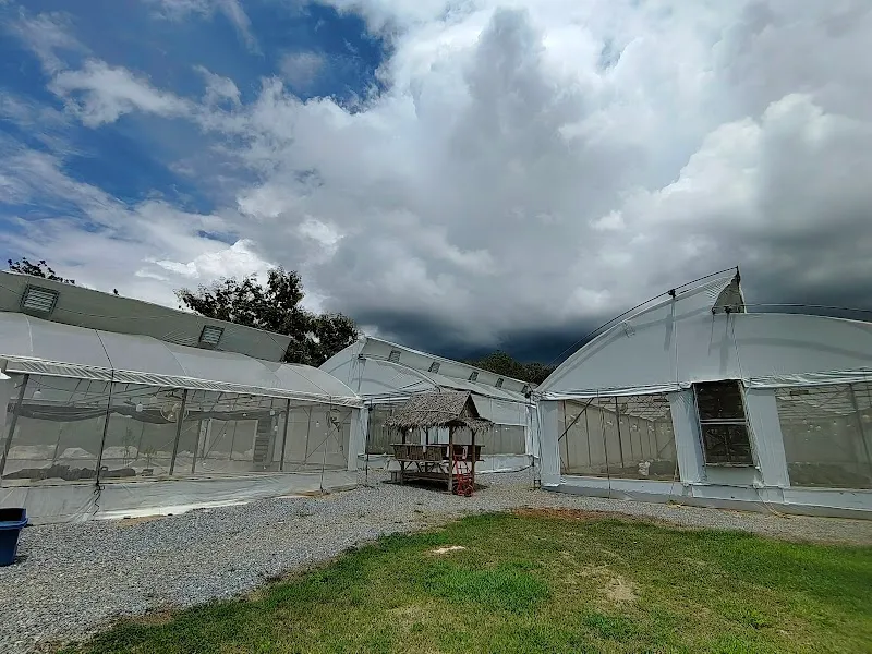 Nature Farmer 420 Cannabis Farm Thailand