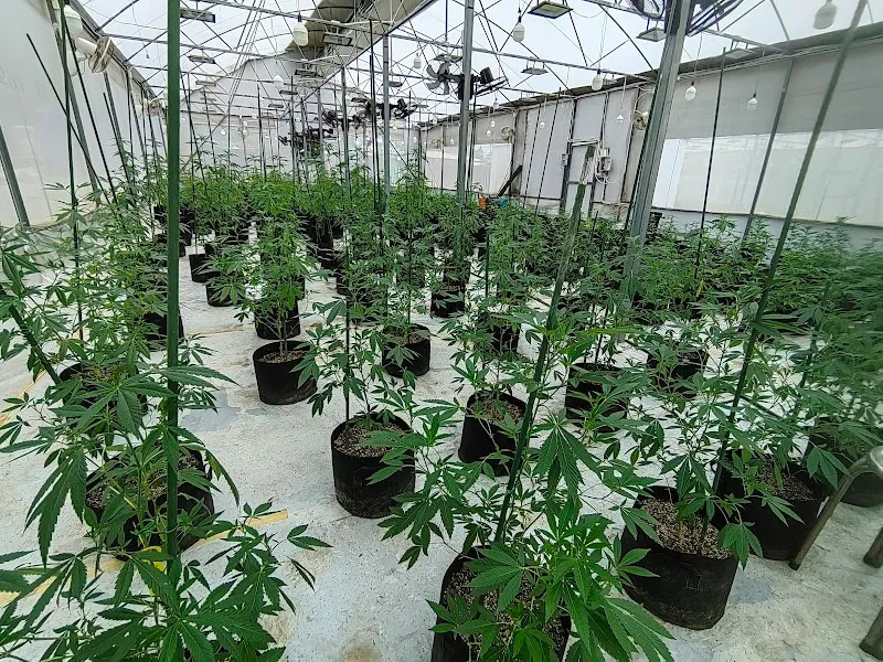 Nature Farmer 420 Cannabis Farm Thailand