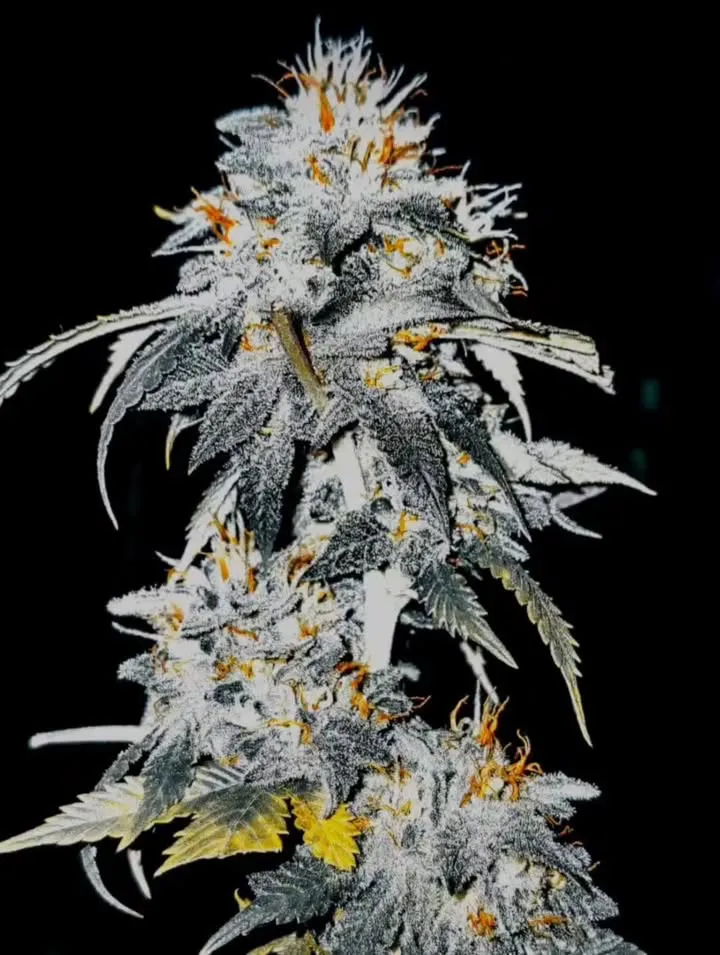 Nature Farmer 420 Cannabis Farm Thailand