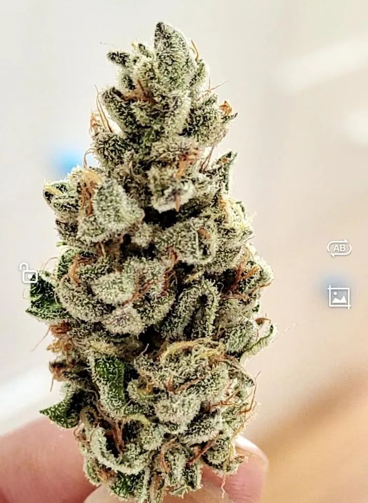 Nature Farmer 420 Cannabis Farm Thailand