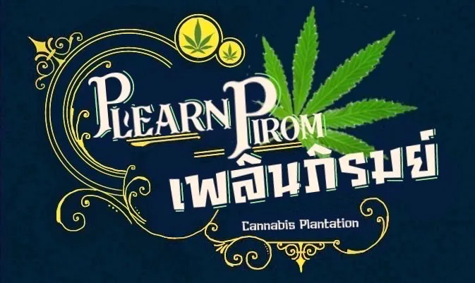 ไร่กัญชาออแกนิค