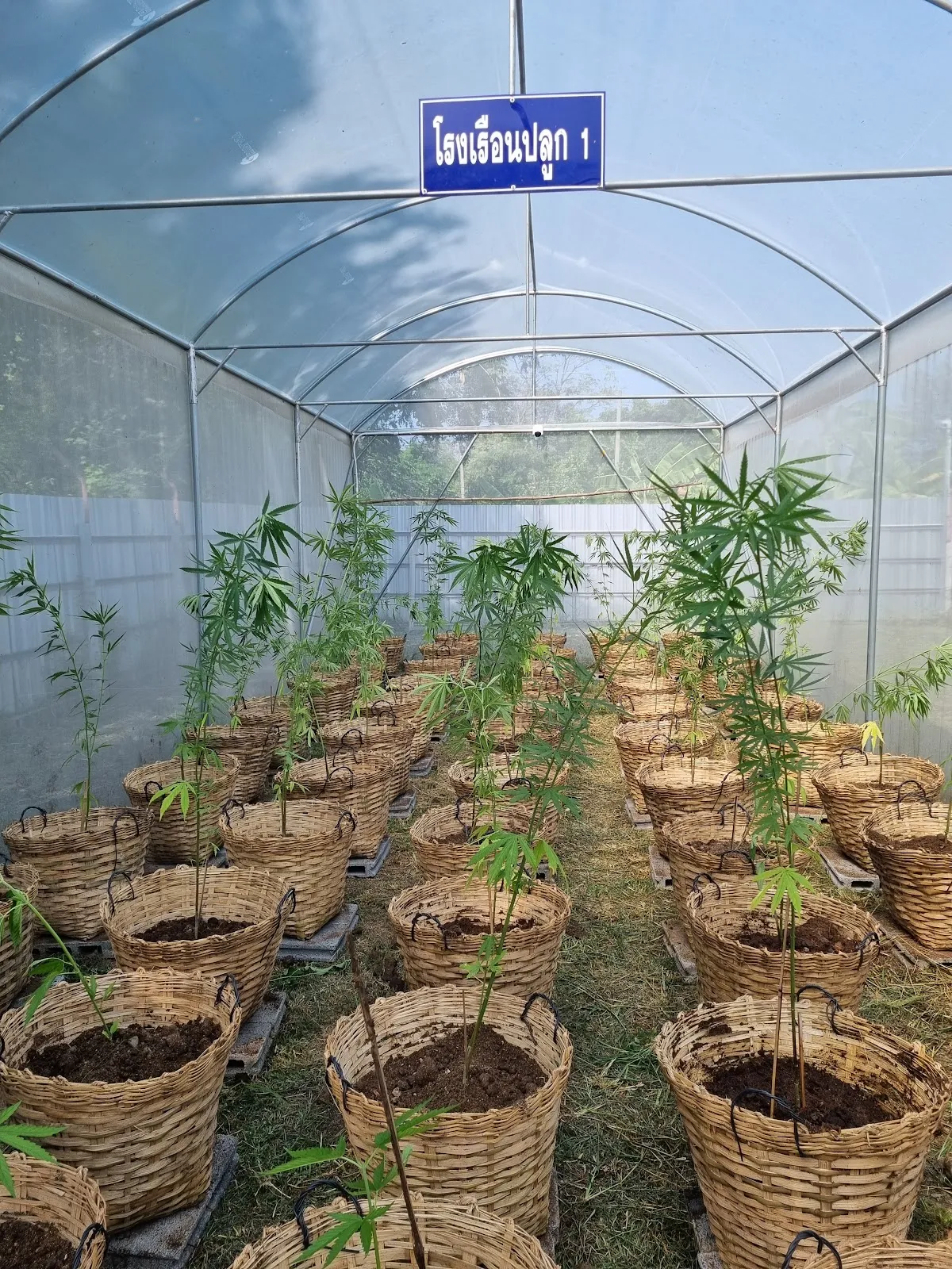 วังกัญชา ตราดตรวน