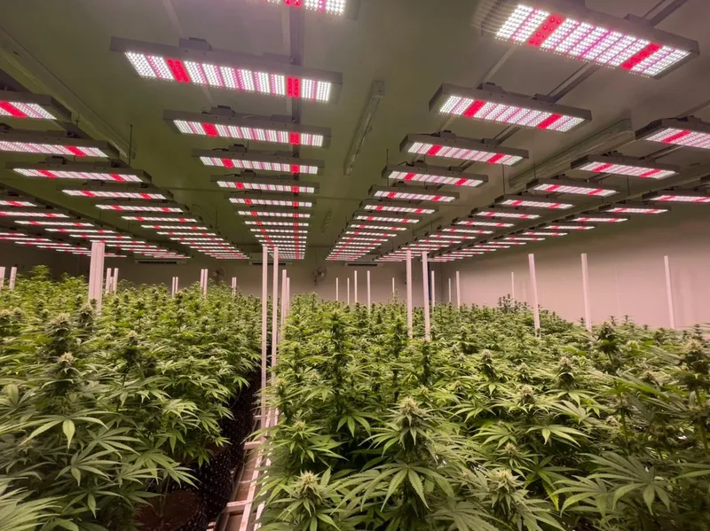 Plearn Ploen Organization - PHC  วิสาหกิจเพลาเพลินฯ - PHC