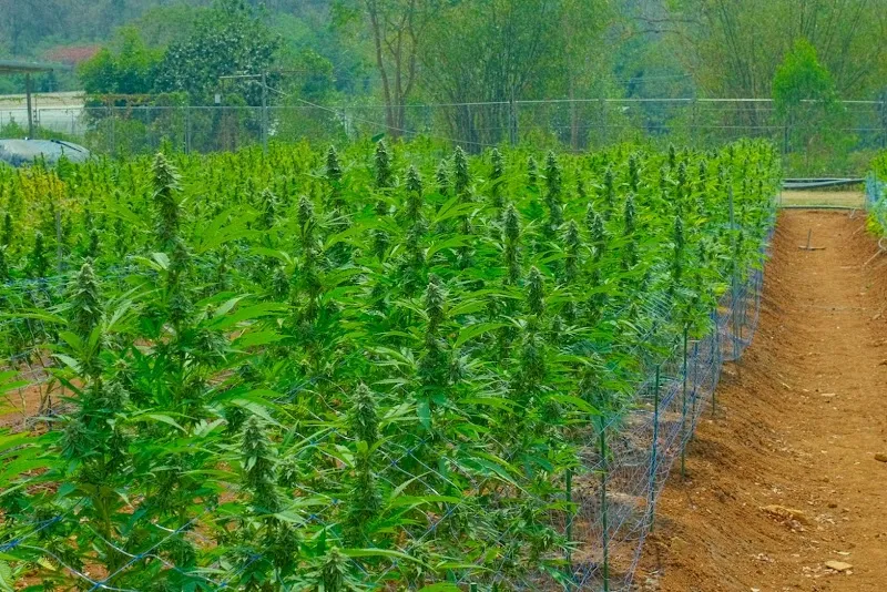 Slow Life Cannabis and Herb Farm