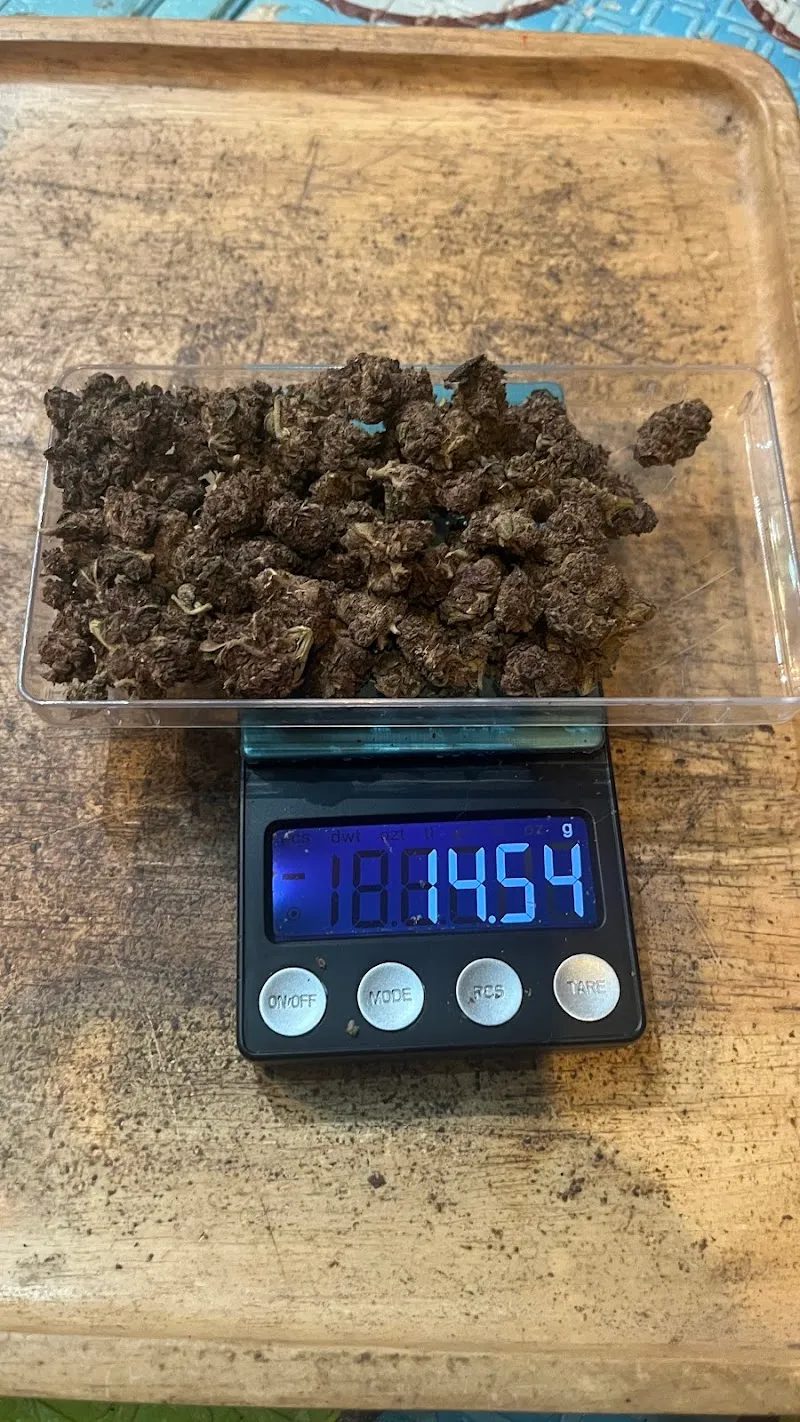 Weed Hatyai Hop Bis Cannabis Shop