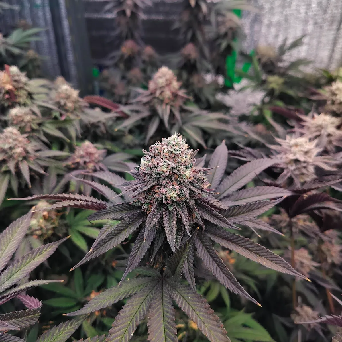 ร้านWorld of Cannabis Permpoolsub420 เพิ่มพูนทรัพย์420