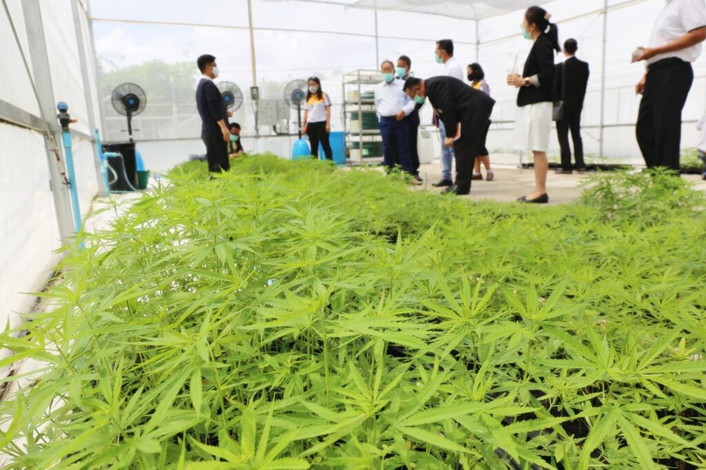 Cannabis Farm inspection in Thailand