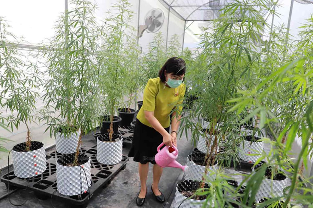 grow cannabis in Thailand